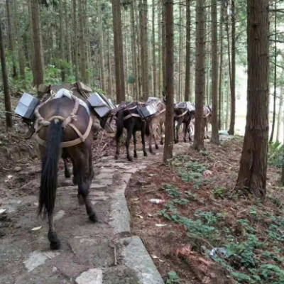 穿越人生旅程，馬幫運輸伴您前行