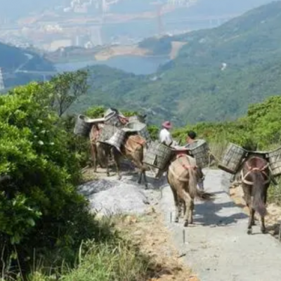 騾馬搬運，讓生活更便捷