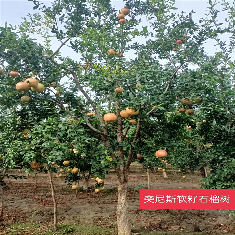 北京石榴樹栽植時的關鍵要領有哪些-- 北京大嶺園藝果樹基地