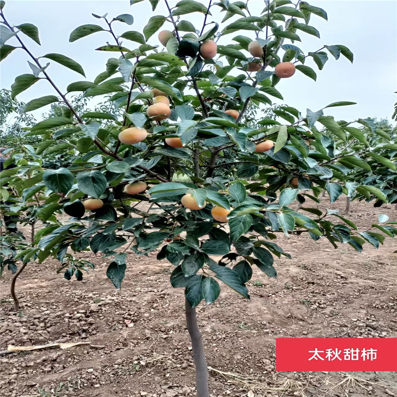 北京櫻桃苗的果實特性獨特-- 北京大嶺園藝果樹基地