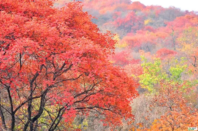 如何讓北京紅楓長得好-- 北京華振威種植中心