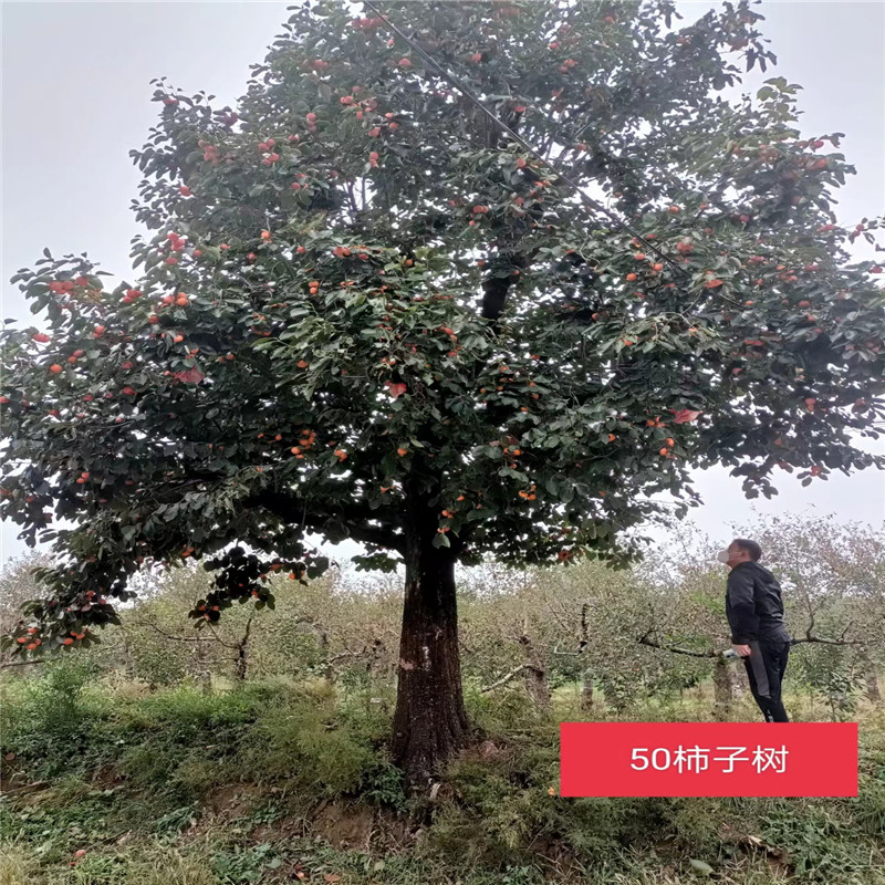 影響北京桃樹產量的因素有哪些呢-- 北京大嶺園藝果樹基地