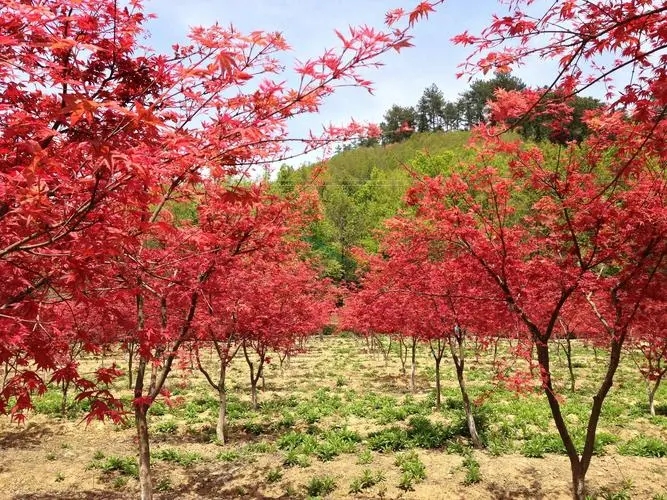 北京紅楓什么時候移植好？專家為您解答-- 北京華振威種植中心