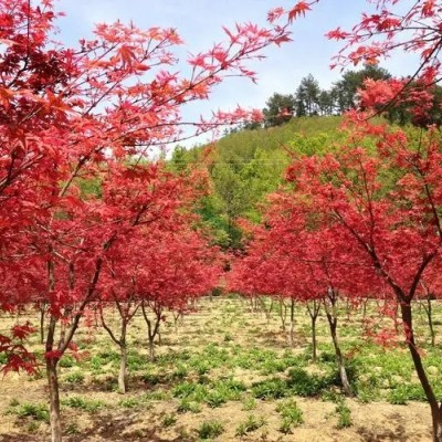 北京紅楓什么時候移植好？專家為您解