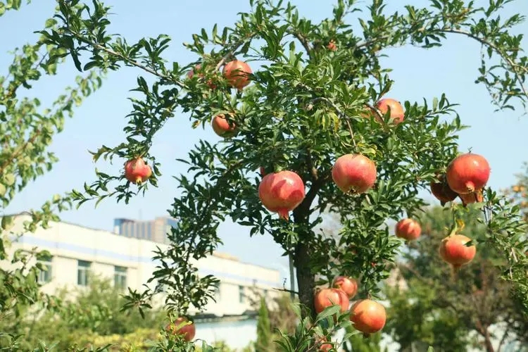 北京園林工程日常事項-- 北京華振威種植中心