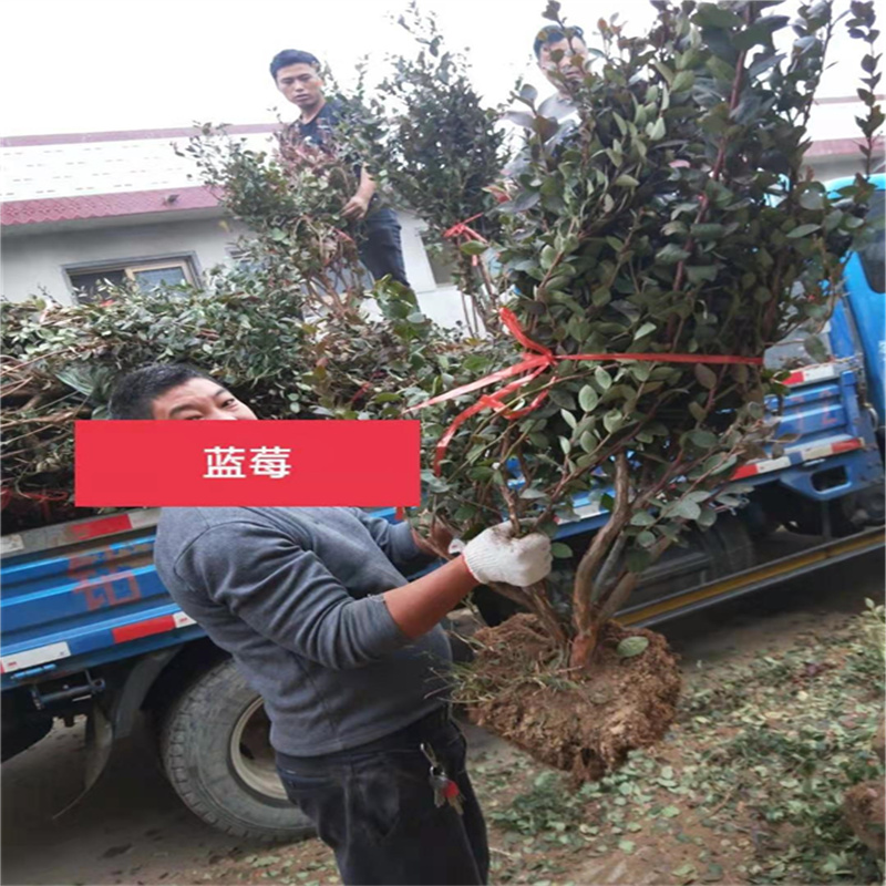 呵護“藍寶石”，北京藍莓樹的日常養護攻略-- 北京大嶺園藝果樹基地