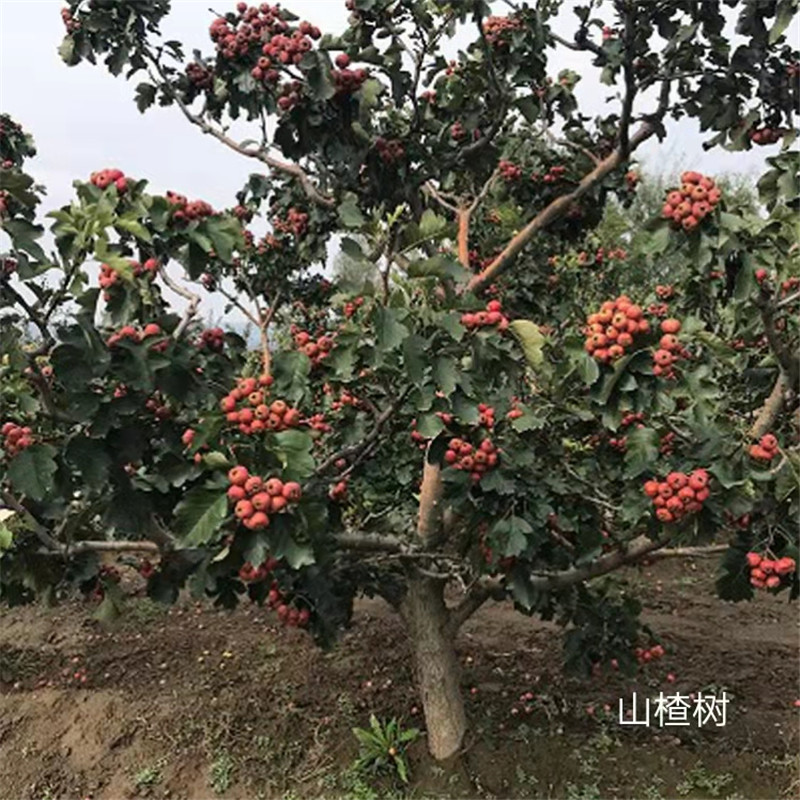 北京山楂樹的種植知識你了解多少-- 北京名優果樹苗木基地   