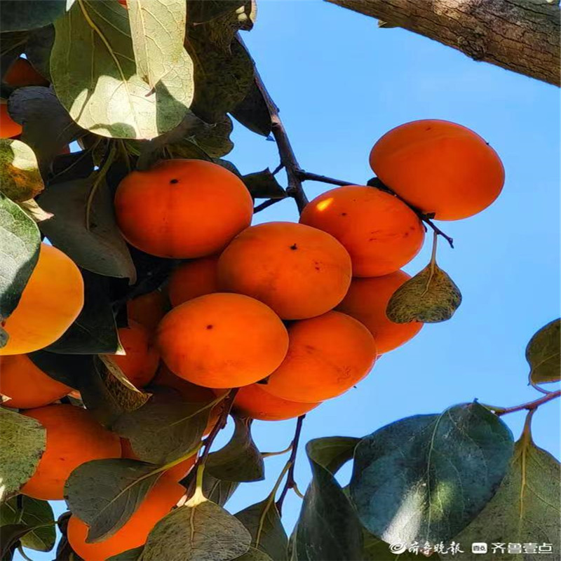 北京柿子樹栽培關鍵性管理措施-- 北京名優果樹苗木基地   