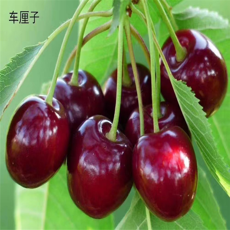 北京櫻桃樹種植的優(yōu)勢-- 北京宏偉果樹苗木基地