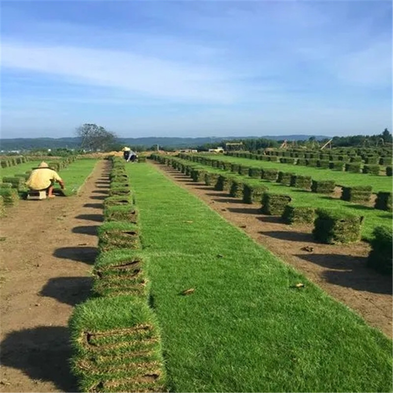 海口草皮種植，土壤要求與養護策略-- 海口小馮草皮種植基地中心