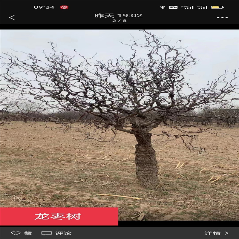 北京龍棗樹栽植關鍵要領，讓您的庭院煥發生機-- 北京大嶺園藝果樹基地