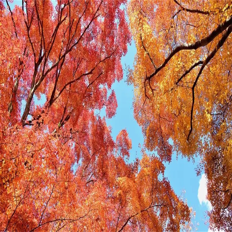 北京紅楓培育技術全面改良，為美麗秋景再添亮色-- 北京華振威種植中心