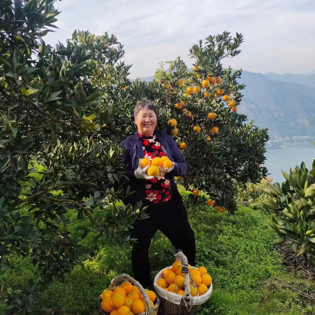 湖北臍橙代辦秭歸獨特的地理環境土壤盛產優質的臍橙-- 湖北秭歸雄豐果園