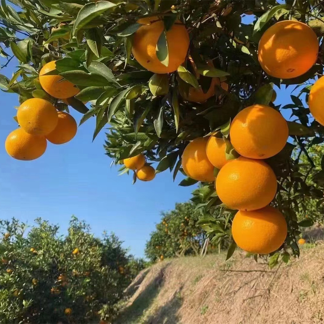 秭歸臍橙代辦，秭歸臍橙：香甜可口的自然饋贈-- 秭歸縣吉美園臍橙專業合作社