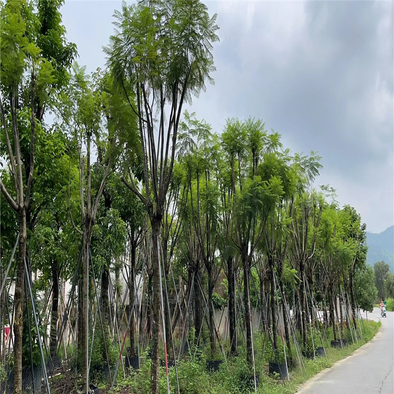 普寧鳳凰木，盛夏花期，綻放魅力-- 普寧廣太榮達苗木基地