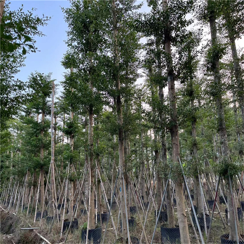 普寧藍花楹移植的最佳季節 - 春天是最佳選擇-- 普寧廣太榮達苗木基地