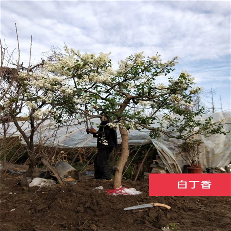 北京白丁香的移植季節-- 北京大興果樹基地