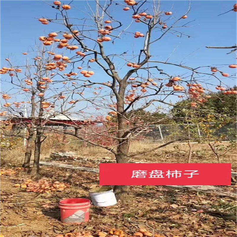 北京果樹基地日常管理之道-- 北京大嶺園藝果樹基地