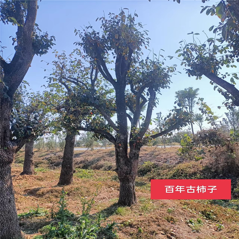 北京柿子樹日常管理技巧，讓您的柿子樹茁壯成長-- 北京大嶺園藝果樹基地