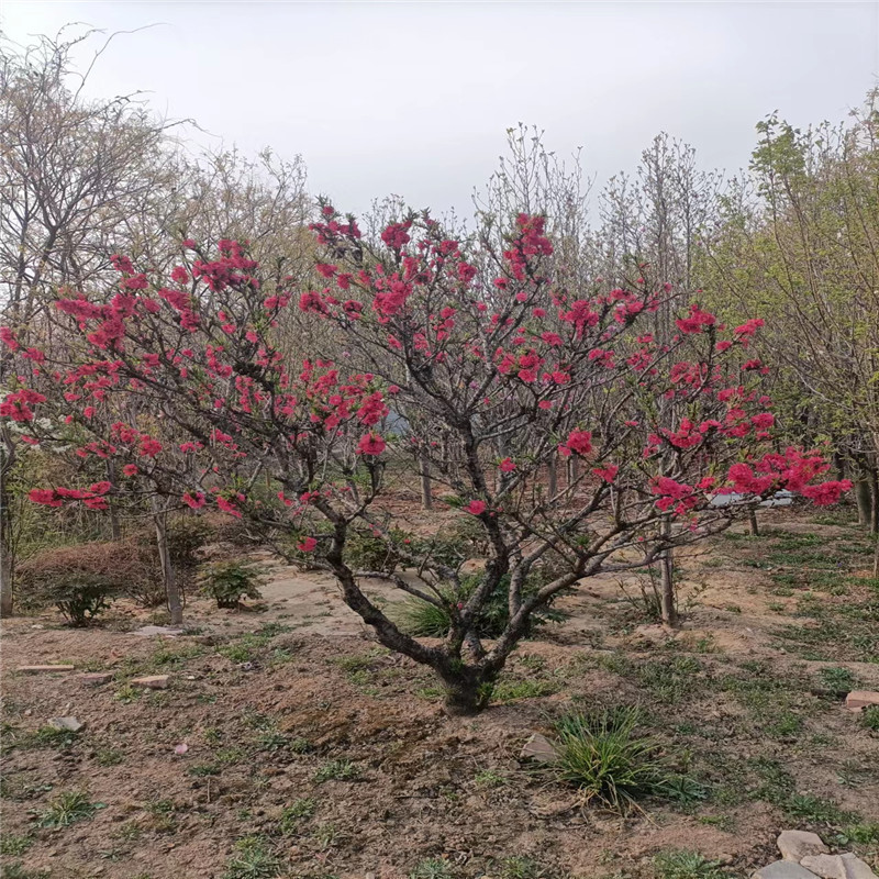 北京果樹基地，綠色生活的源泉與保障-- 北京大嶺園藝果樹基地