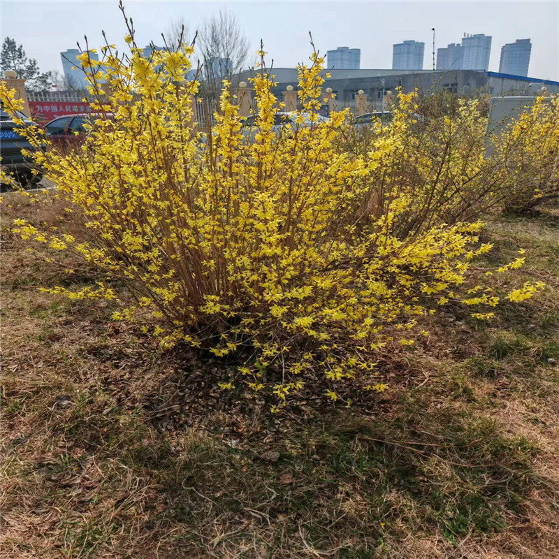 哈爾濱秋季苗木移栽技術要點-- 哈爾濱圣澤苗木種植經銷處