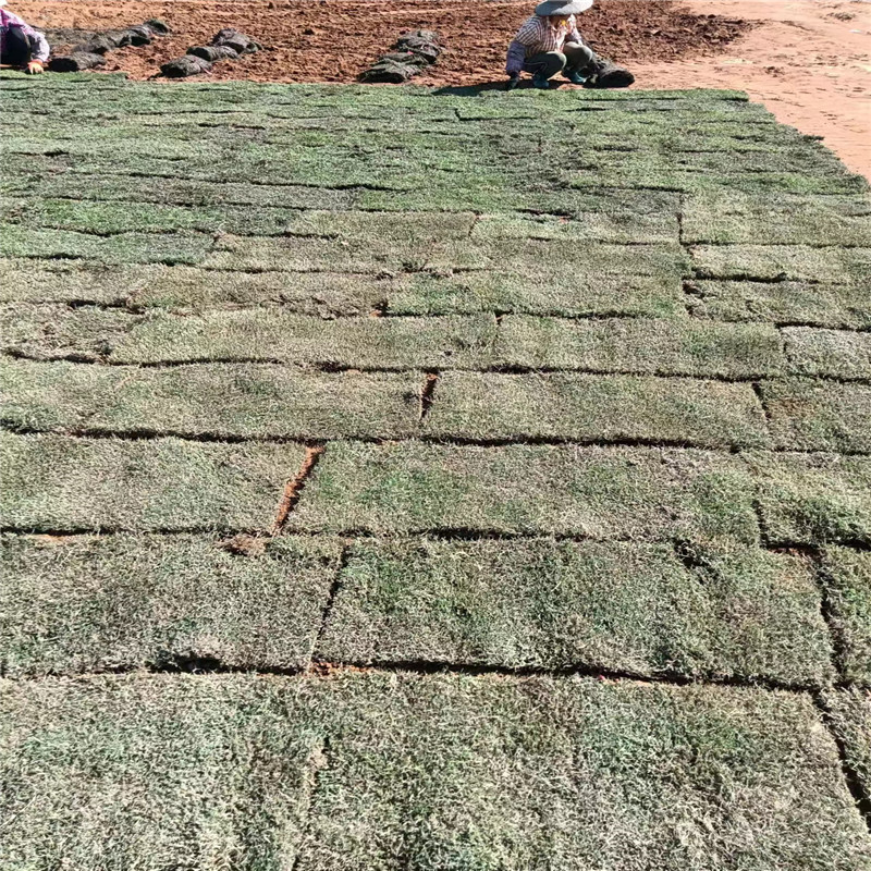 綠色奇跡，海南草坪的建植與管理-- 海口小馮草皮種植基地 