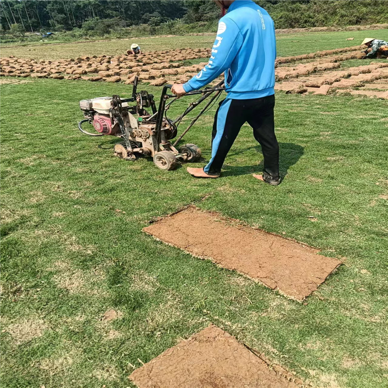 海南草坪在景觀設(shè)計中的作用-- 海口小馮草皮種植基地 