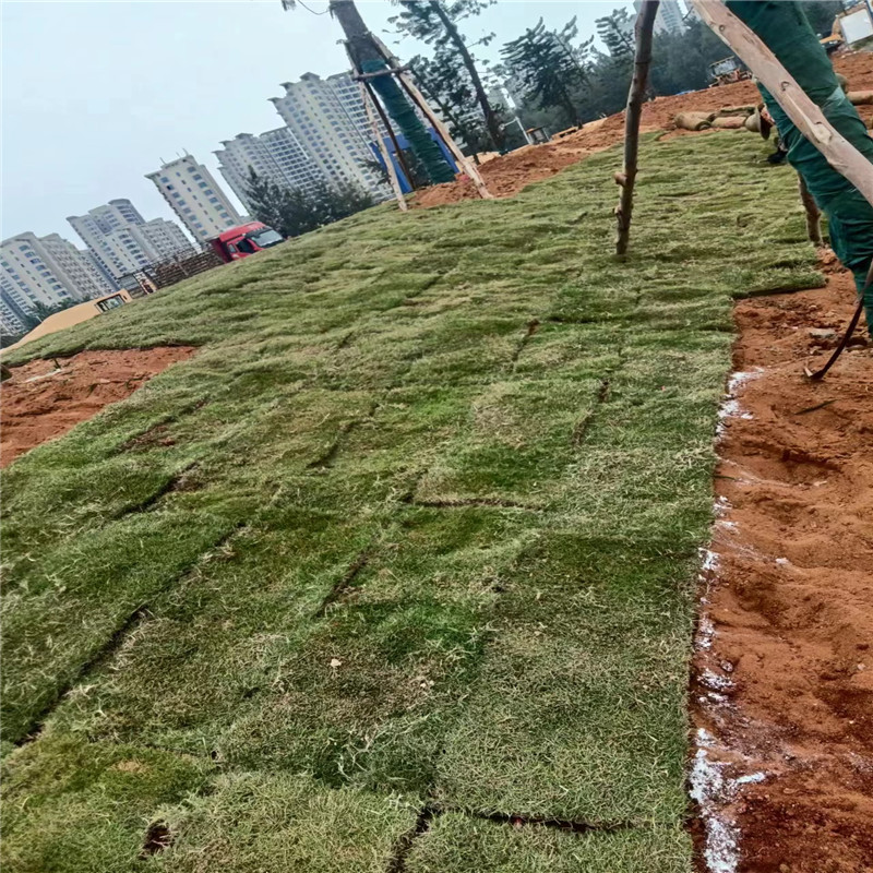 海南草坪種植步驟詳解，打造美麗綠色空間-- 海口小馮草皮種植基地 