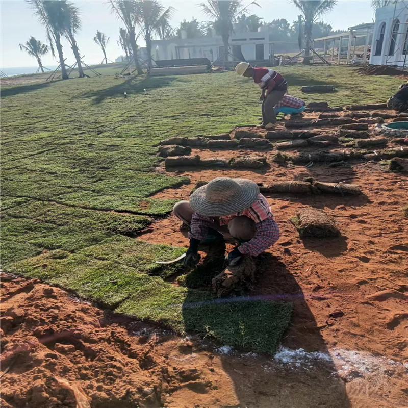 海口綠化用草坪如何種植？一步步教你打造綠色家園-- 海口小馮草皮種植基地 