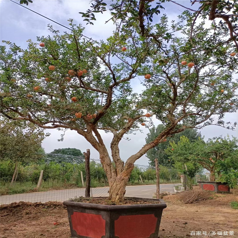 了解這些知識，讓您更好地種植北京石榴樹苗-- 北京名優果樹苗木基地   