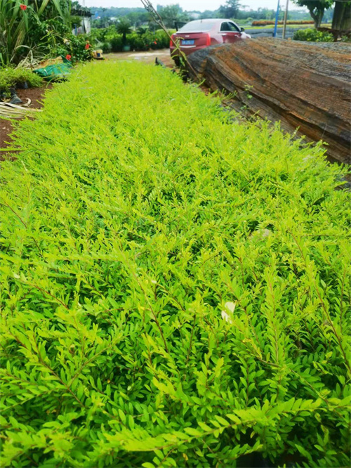 海南地被植物-海口地被植物基地批發-- 海南園林綠化苗木