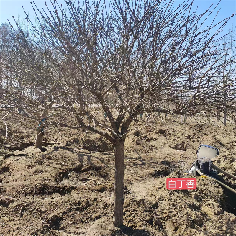 北京白丁香苗的理想生長環境解析-- 北京大興果樹基地