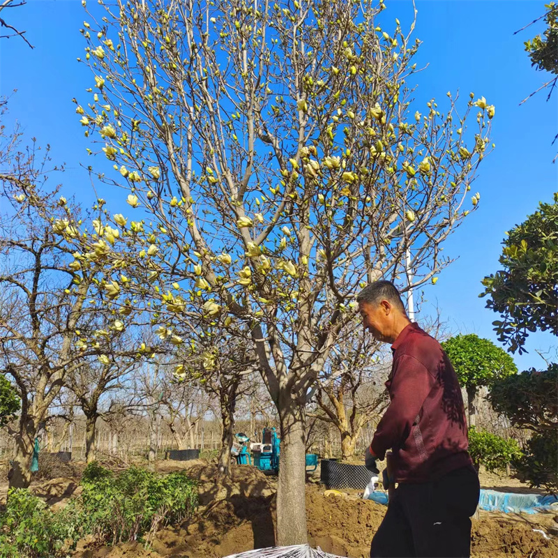 北京果樹基地的種植寶典-- 北京大興果樹基地