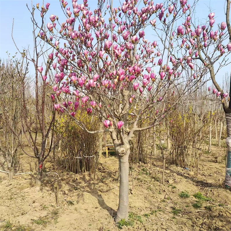 北京櫻桃苗種植的技術(shù)要點-- 北京大興果樹基地