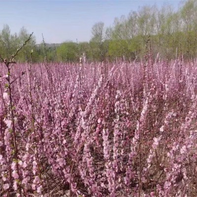 哈爾濱園林養護注意要點