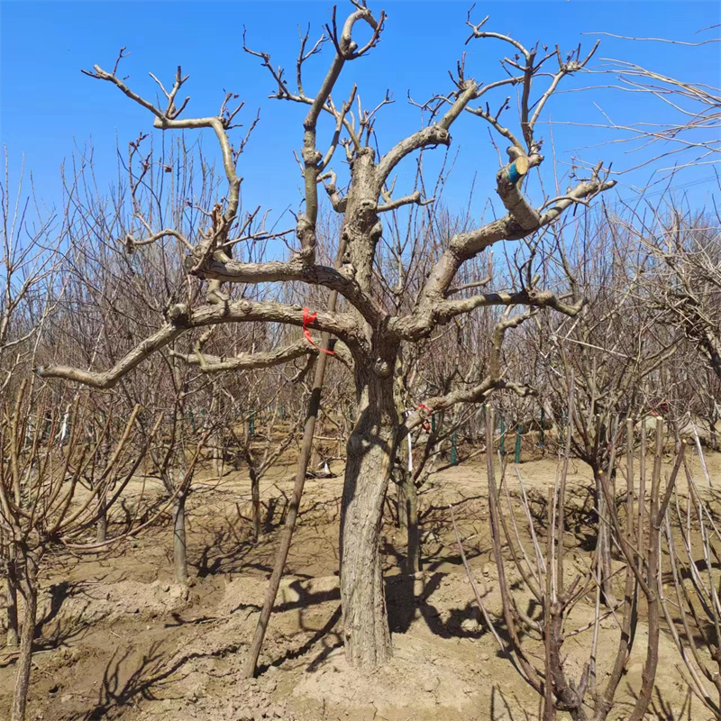 北京櫻桃苗怎樣才能豐收-- 北京大興果樹基地