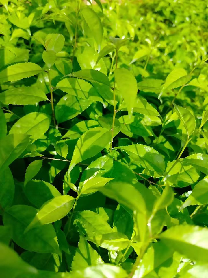 廣西崗梅苗的栽培技術-- 廣西優朗三叉苦繁育種植基地