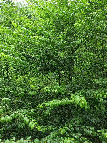 廣西崗梅苗木：綠色希望的播種者-- 廣西優朗三叉苦繁育種植基地