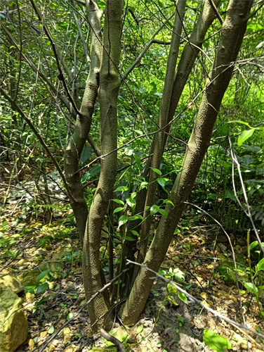 廣西崗梅苗木的種植流程-- 廣西優朗三叉苦繁育種植基地