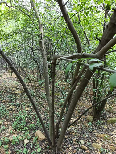 廣西崗梅苗木的種植-- 廣西優朗三叉苦繁育種植基地