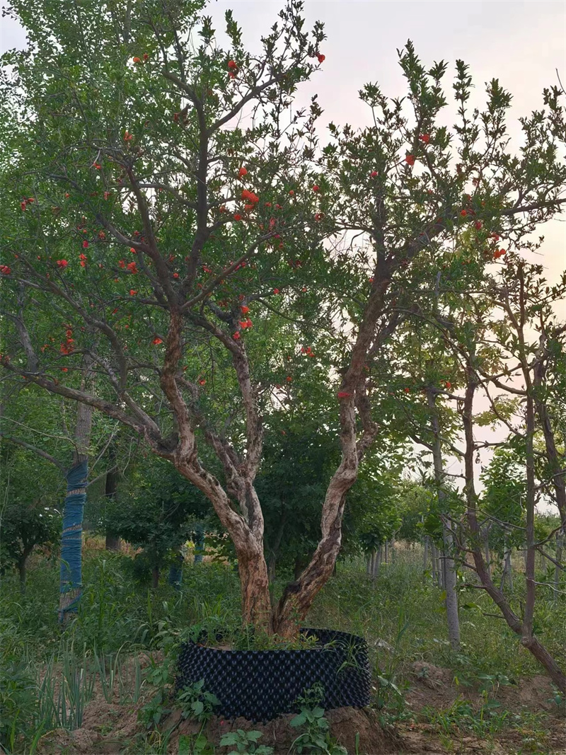 北京蘋果苗的種植知識你了解多少-- 北京大興果樹基地