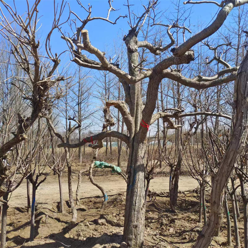 北京櫻桃樹種植方法詳細(xì)介紹-- 北京大興果樹基地