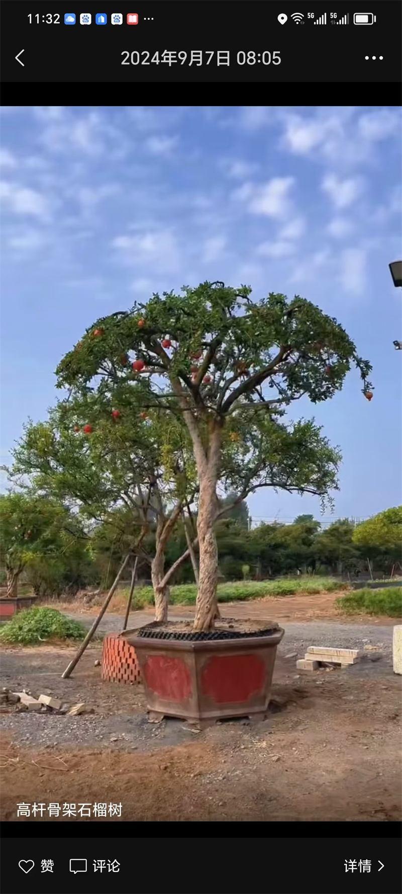 北京石榴樹栽培，經(jīng)濟價值的探討-- 北京宏偉果樹苗木基地