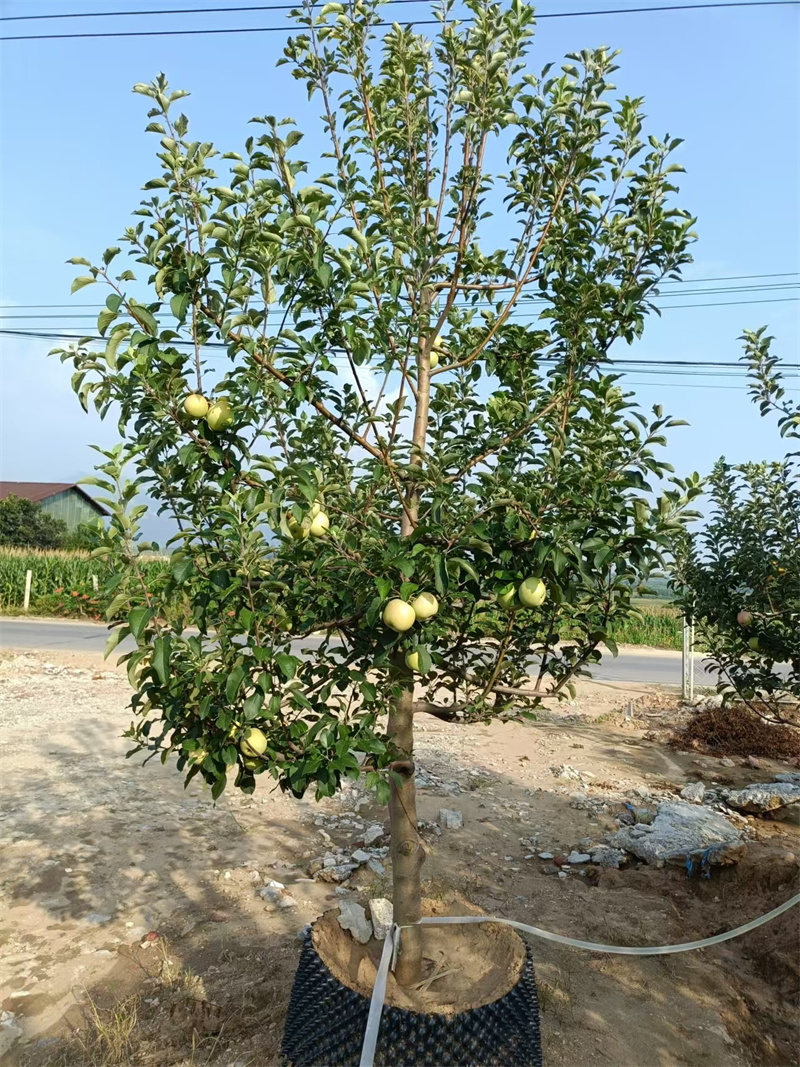 北京蘋果樹，城市中的自然綠洲-- 北京大嶺園藝果樹基地