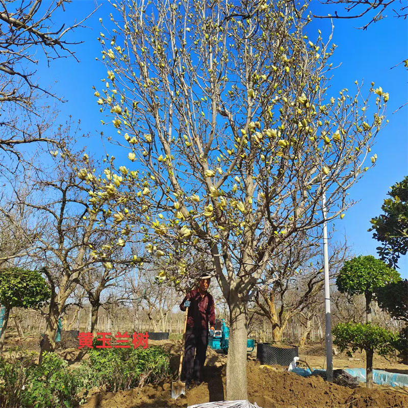 黃玉蘭樹，城市綠洲的溫柔守護(hù)者-- 北京大嶺園藝果樹基地