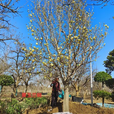 黃玉蘭樹(shù)，城市綠洲的溫柔守護(hù)者