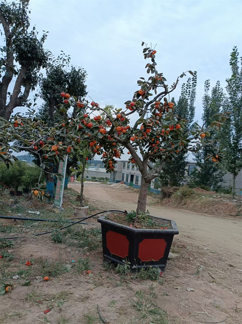 北京石榴樹，古都中的紅寶石-- 北京大興果樹基地