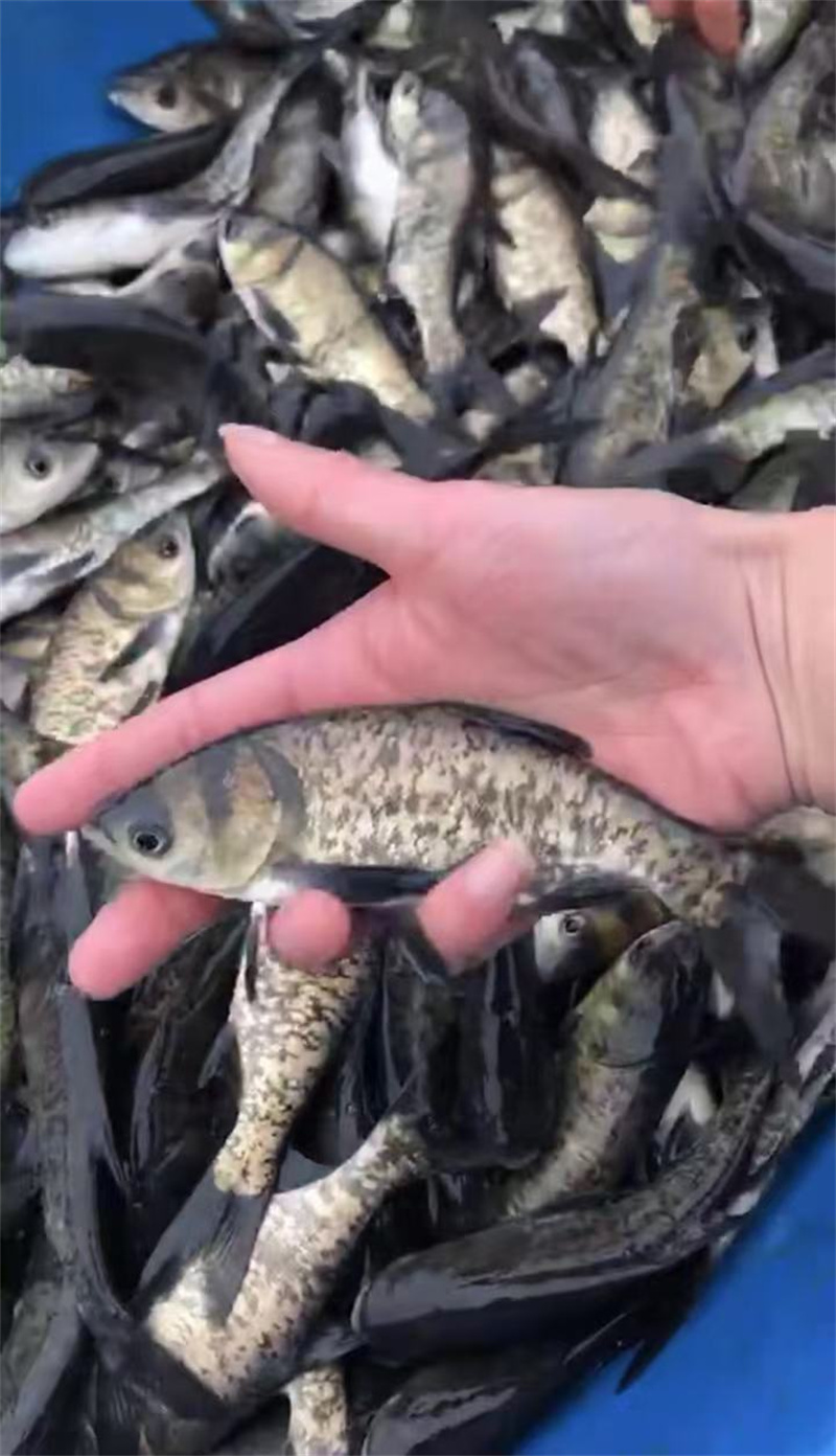 上海花鰱魚苗，水鄉之寶，養殖新篇章-- 上海青浦區淀山湖淡水養殖場