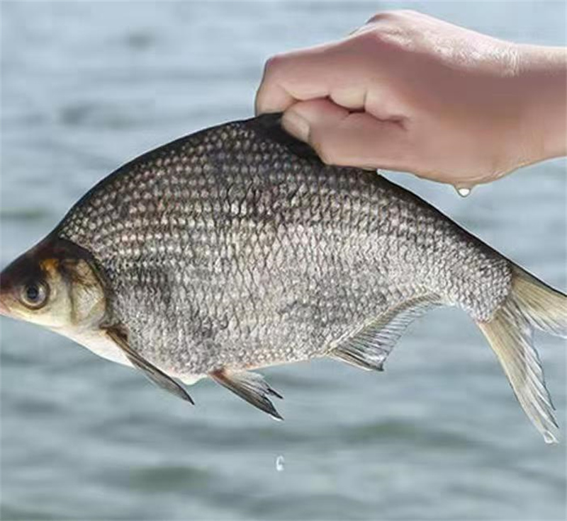 上海淡水魚苗培育管理，打造生態(tài)漁業(yè)新篇章-- 上海青浦區(qū)淀山湖淡水養(yǎng)殖場