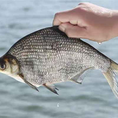 上海草魚苗價格分析，市場趨勢與未來